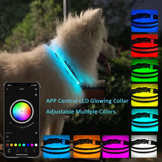 Dog LED Light Up Collar